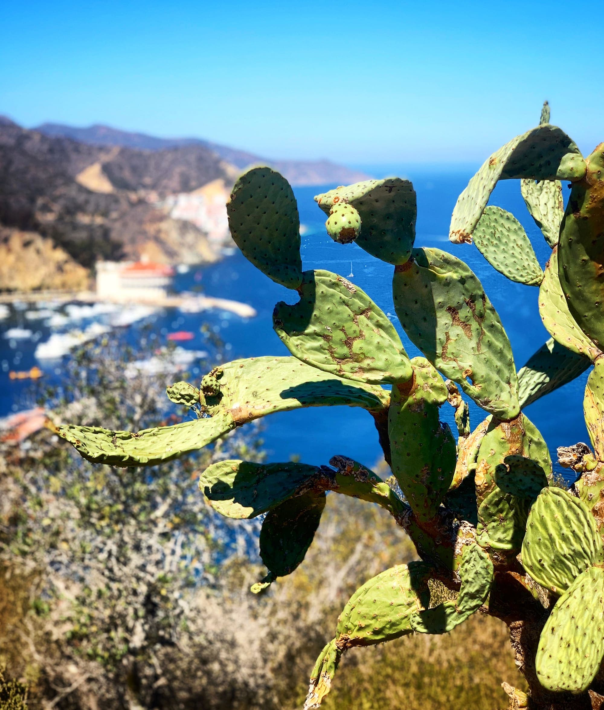 Prickly pear cactus on the hillside above Avalon Harbor