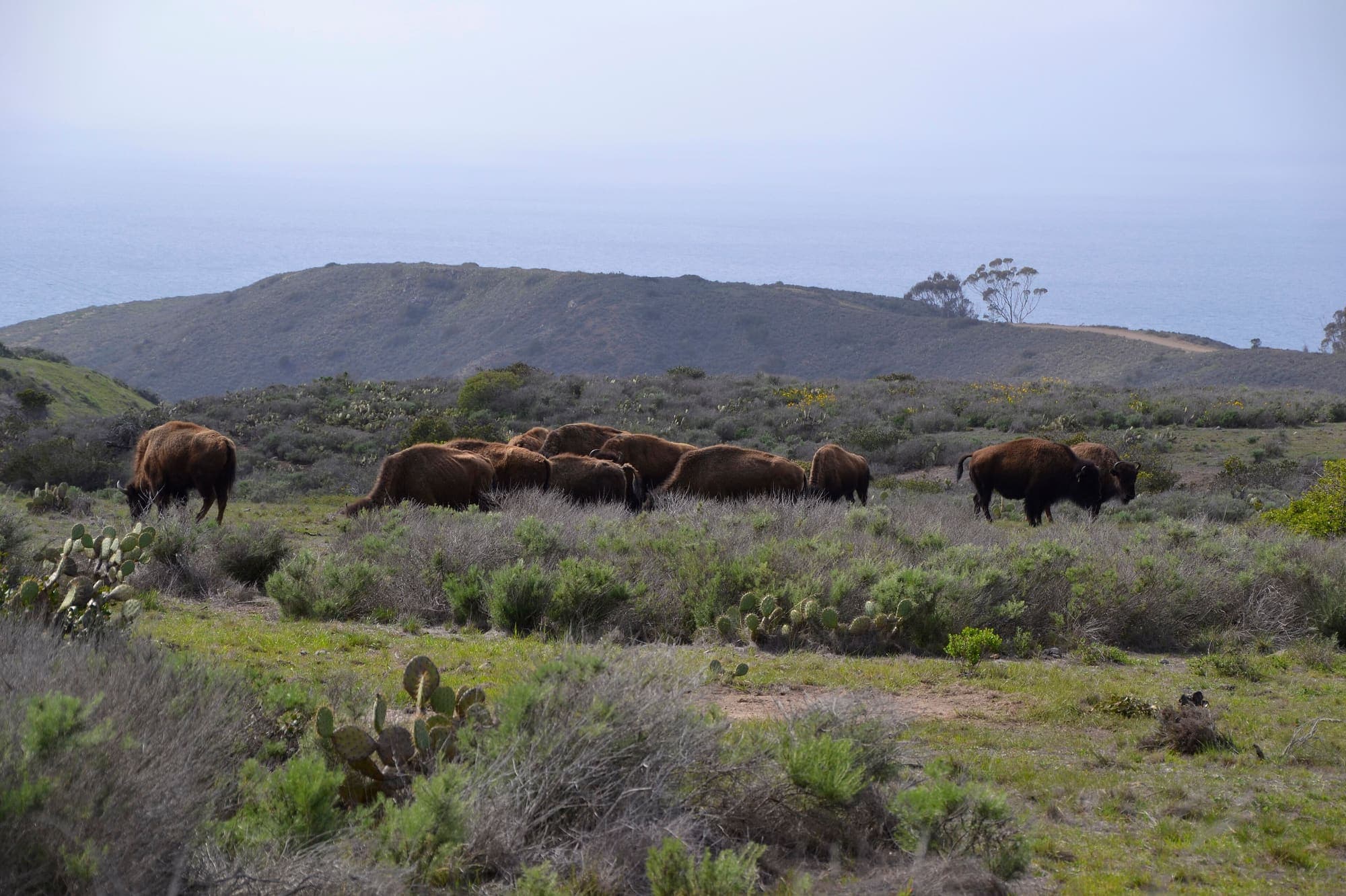 Bison grazing in the hills of Catalina’s interior