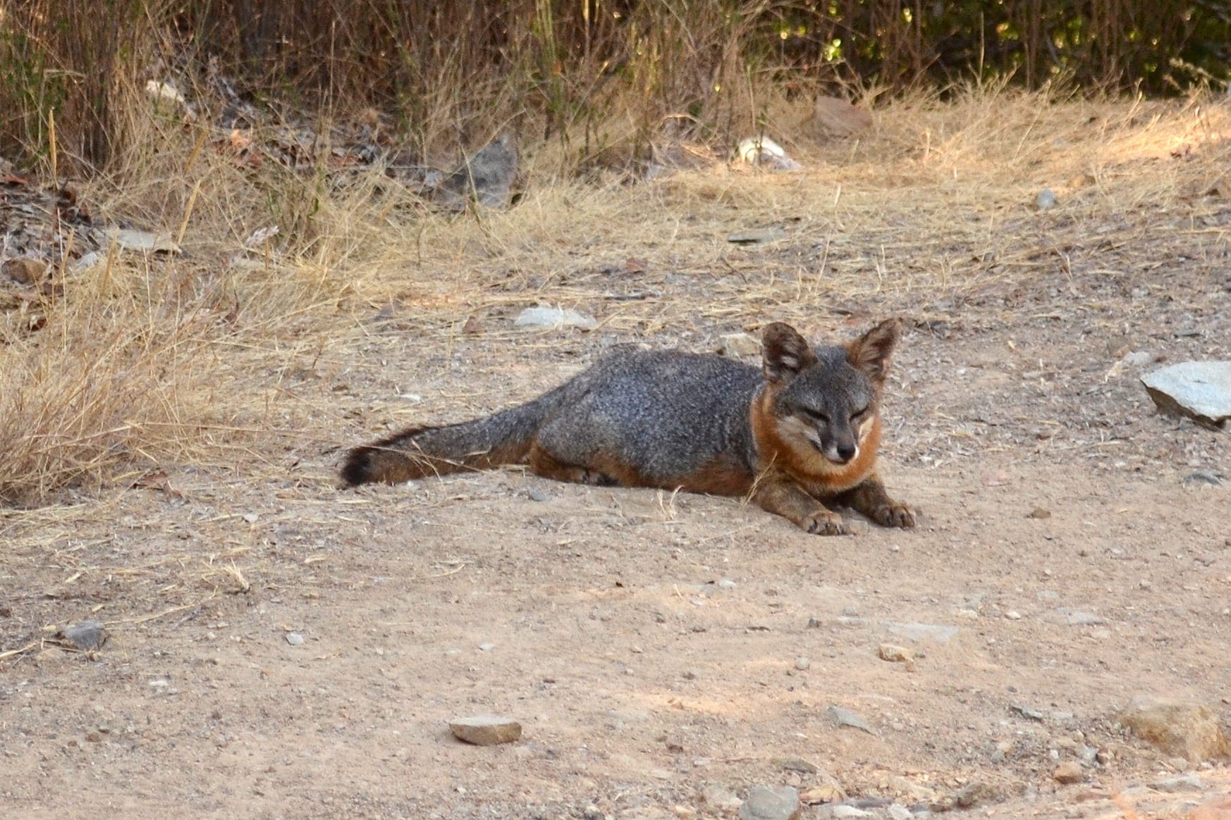 A Catalina Island fox sitting on dry ground
