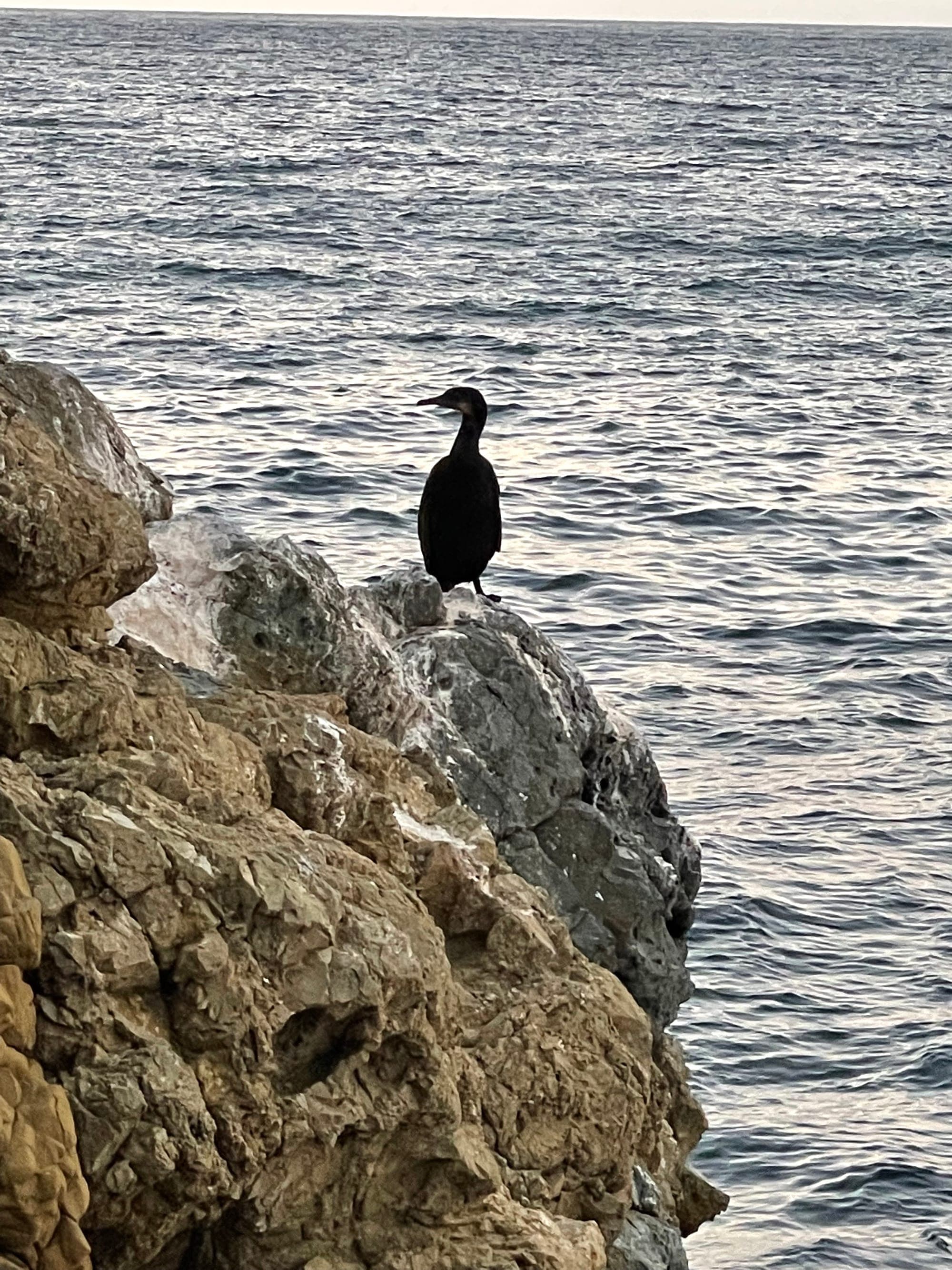 A cormorant on the rocks along the coast